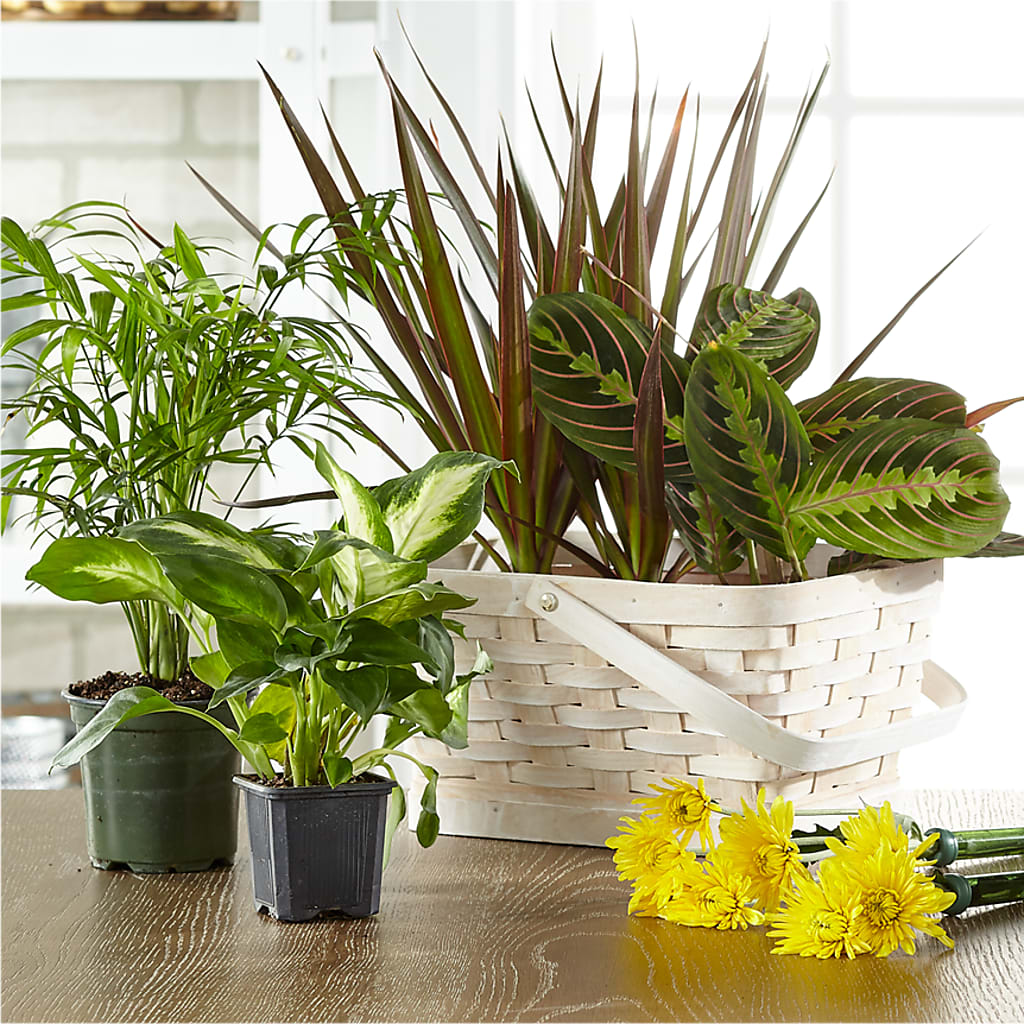 Florist Designed Blooming and Green Plants in a Basket – Bird Of Paradise Flowers, Bristol PA