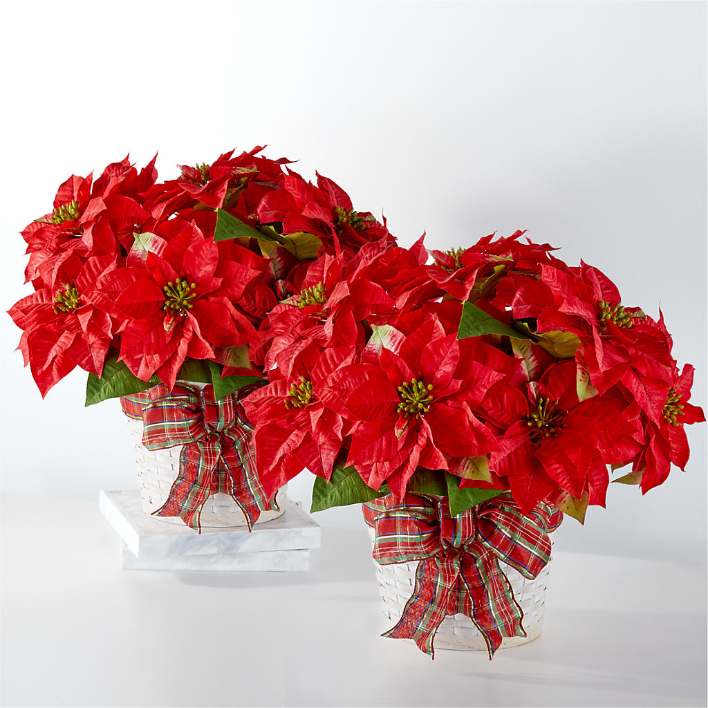 Happiest Holidays Poinsettia Bundle – Bird Of Paradise Flowers, Bristol PA