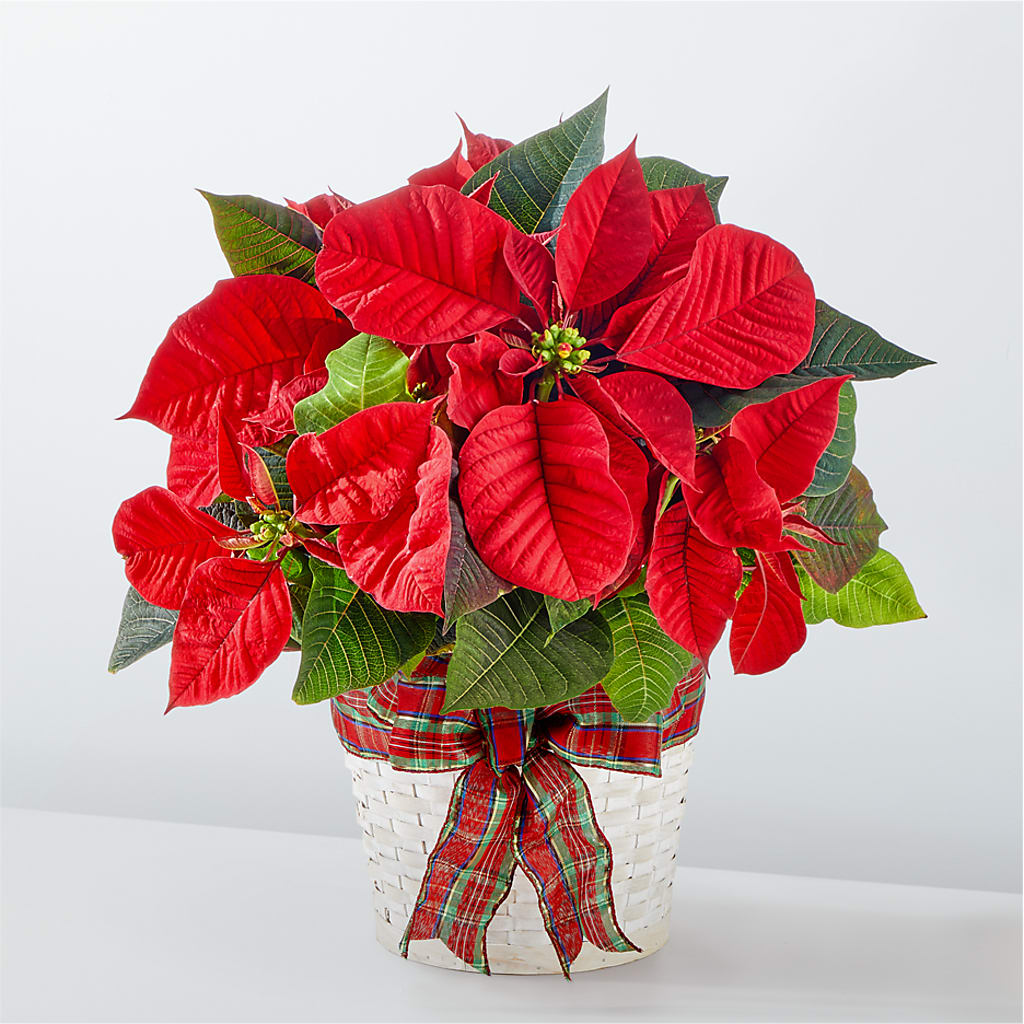 Happiest Holidays Poinsettia – Bird Of Paradise Flowers, Bristol PA