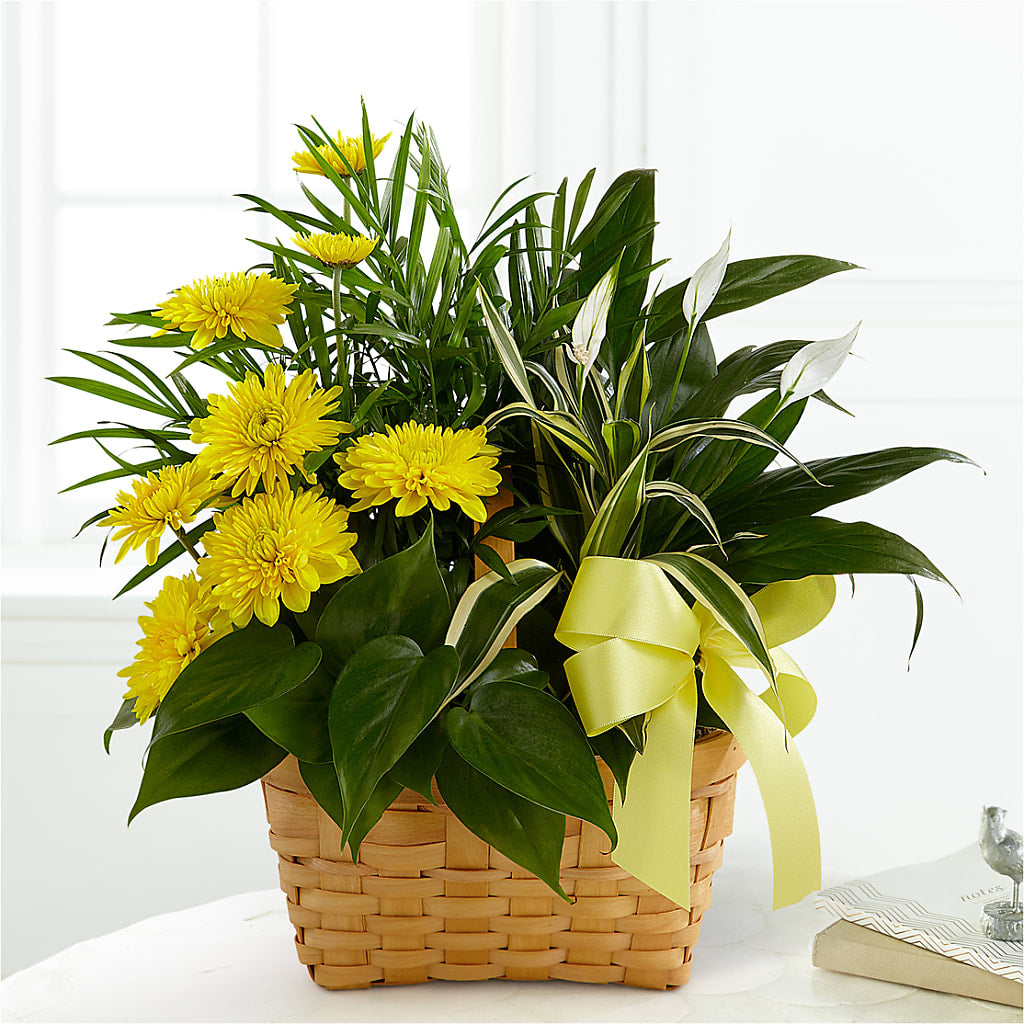 Loving Light Dishgarden – Bird Of Paradise Flowers, Bristol PA