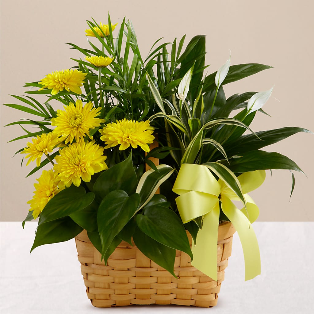 Loving Light Dishgarden – Bird Of Paradise Flowers, Bristol PA