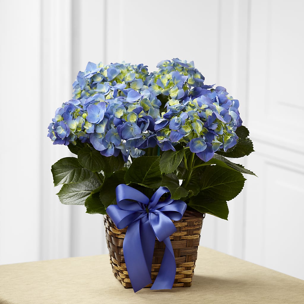 Blue Hydrangea Planter – Bird Of Paradise Flowers, Bristol PA