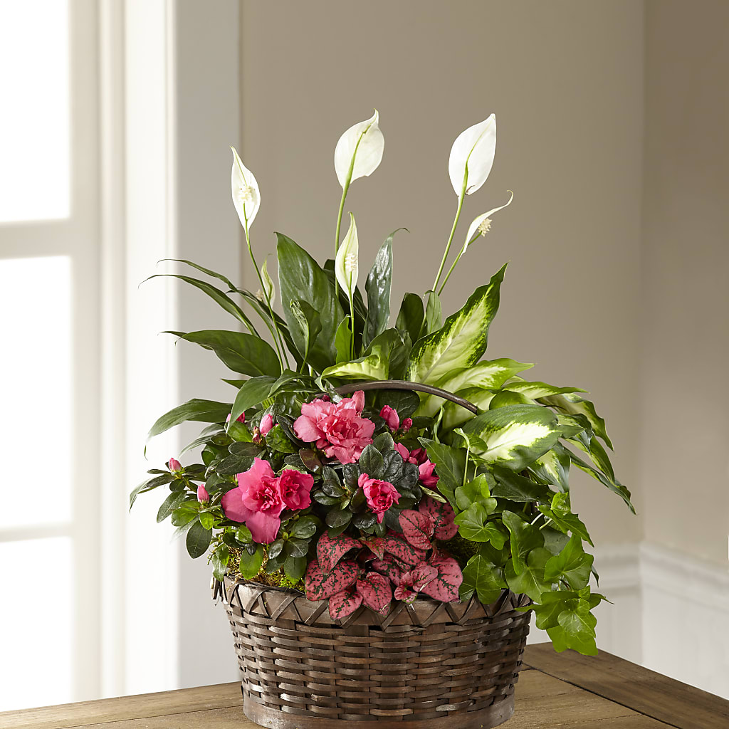 Dream in Pink Dishgarden – Bird Of Paradise Flowers, Bristol PA