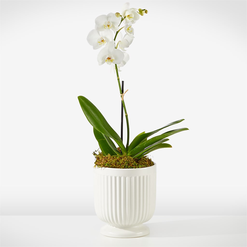 Whispering White Orchid – Bird Of Paradise Flowers, Bristol PA