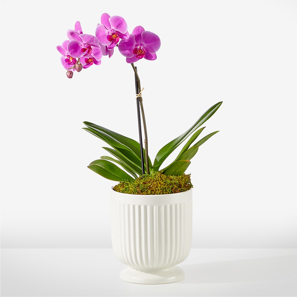 Friendly Fuchsia Orchid – Bird Of Paradise Flowers, Bristol PA
