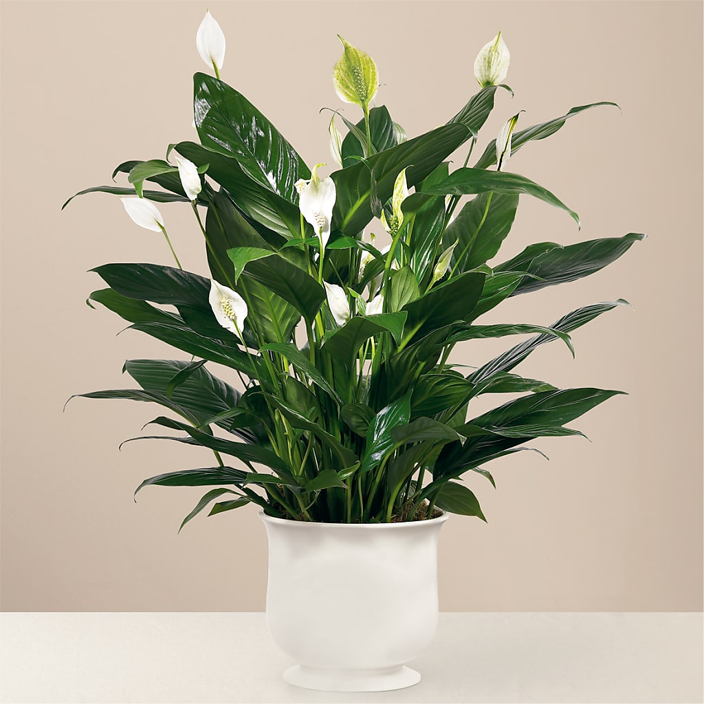 Comfort Planter – Bird Of Paradise Flowers, Bristol PA