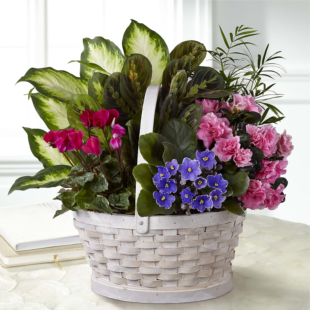 Peaceful Garden Planter – Bird Of Paradise Flowers, Bristol PA