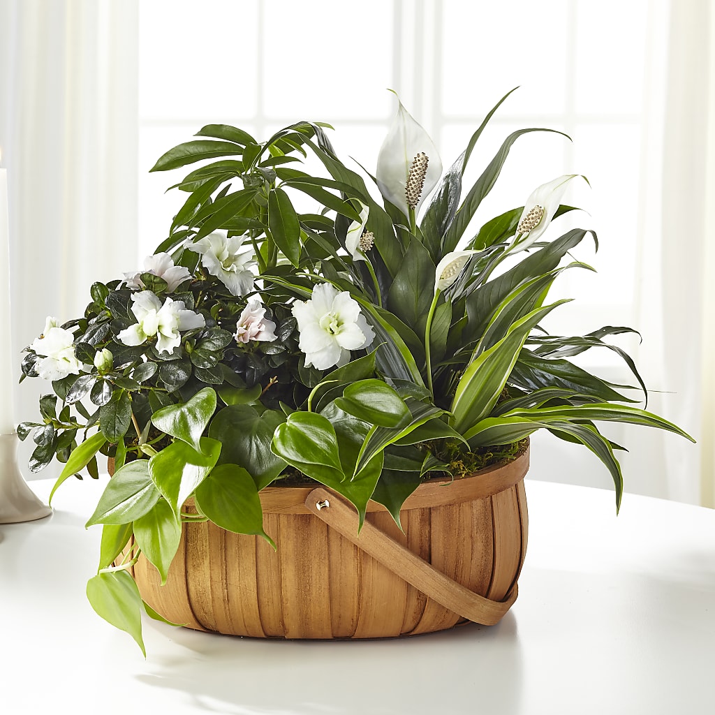 Serene Dishgarden – Bird Of Paradise Flowers, Bristol PA