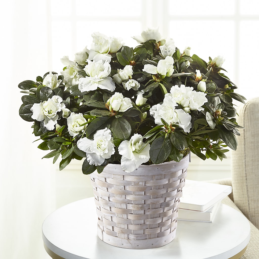 White Azalea Plant – Bird Of Paradise Flowers, Bristol PA