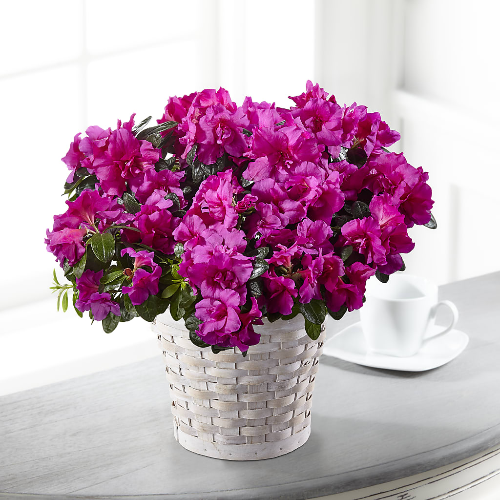 Hope & Serenity Azalea Plant – Bird Of Paradise Flowers, Bristol PA