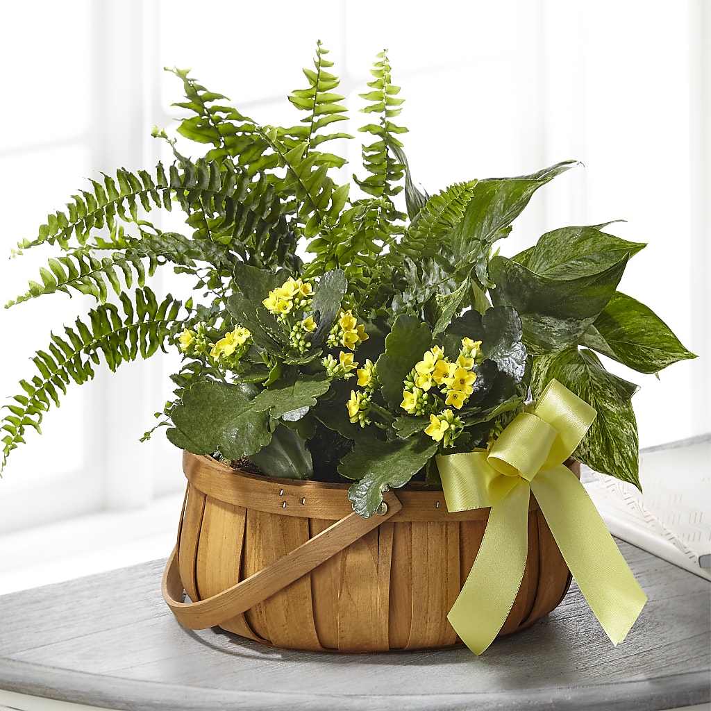 Always Dear Dishgarden – Bird Of Paradise Flowers, Bristol PA