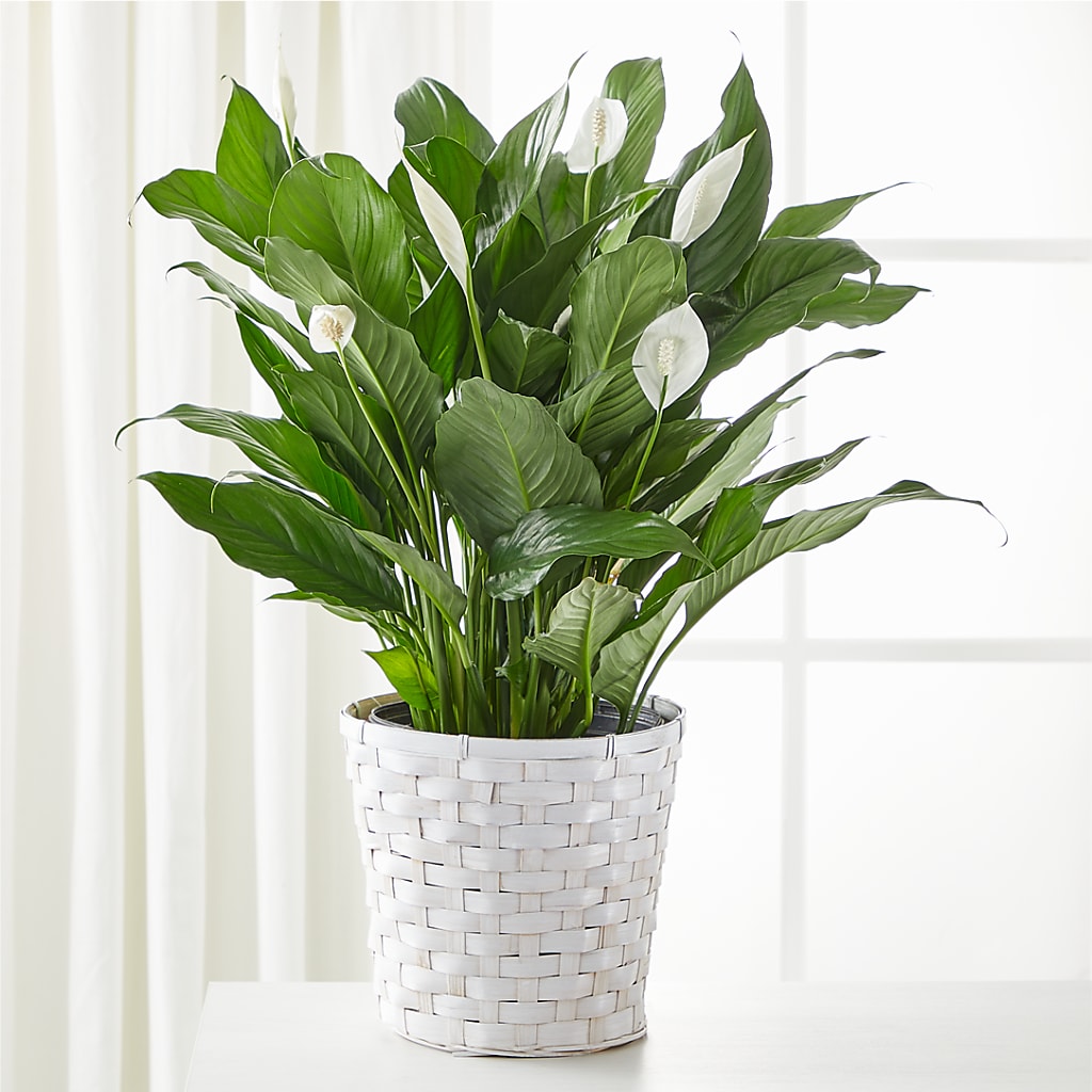 A New Leaf Peace Lily – Bird Of Paradise Flowers, Bristol PA