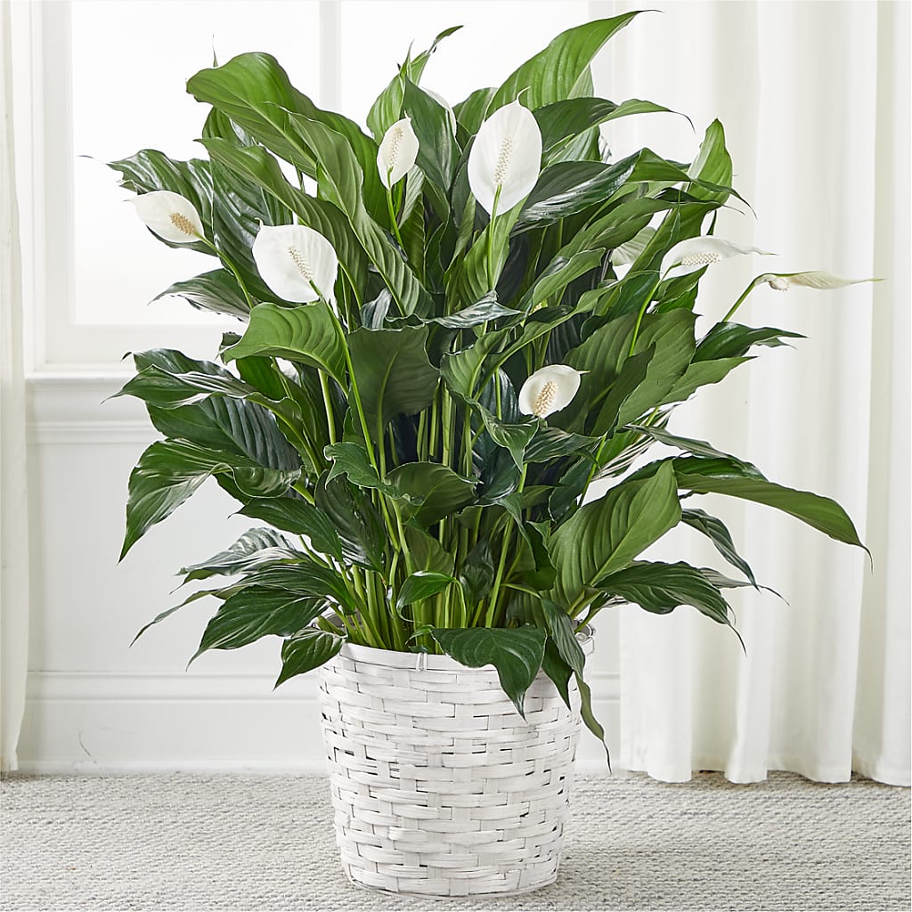 A New Leaf Peace Lily – Bird Of Paradise Flowers, Bristol PA