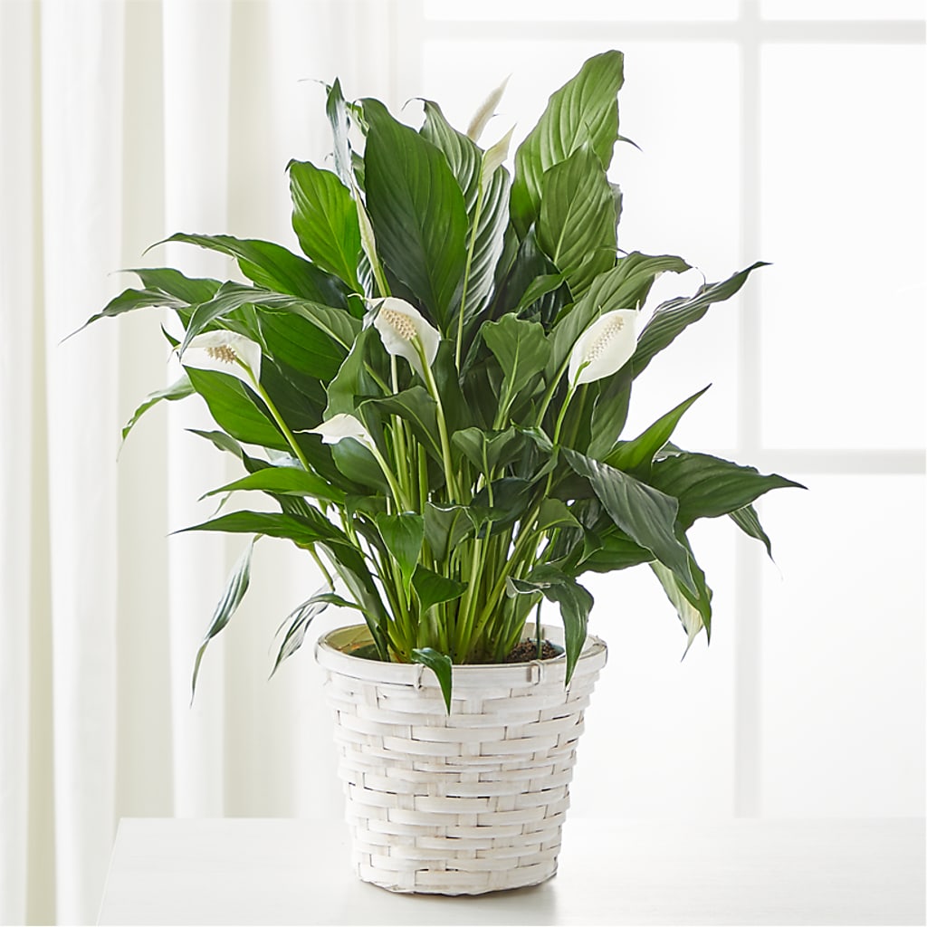 A New Leaf Peace Lily – Bird Of Paradise Flowers, Bristol PA