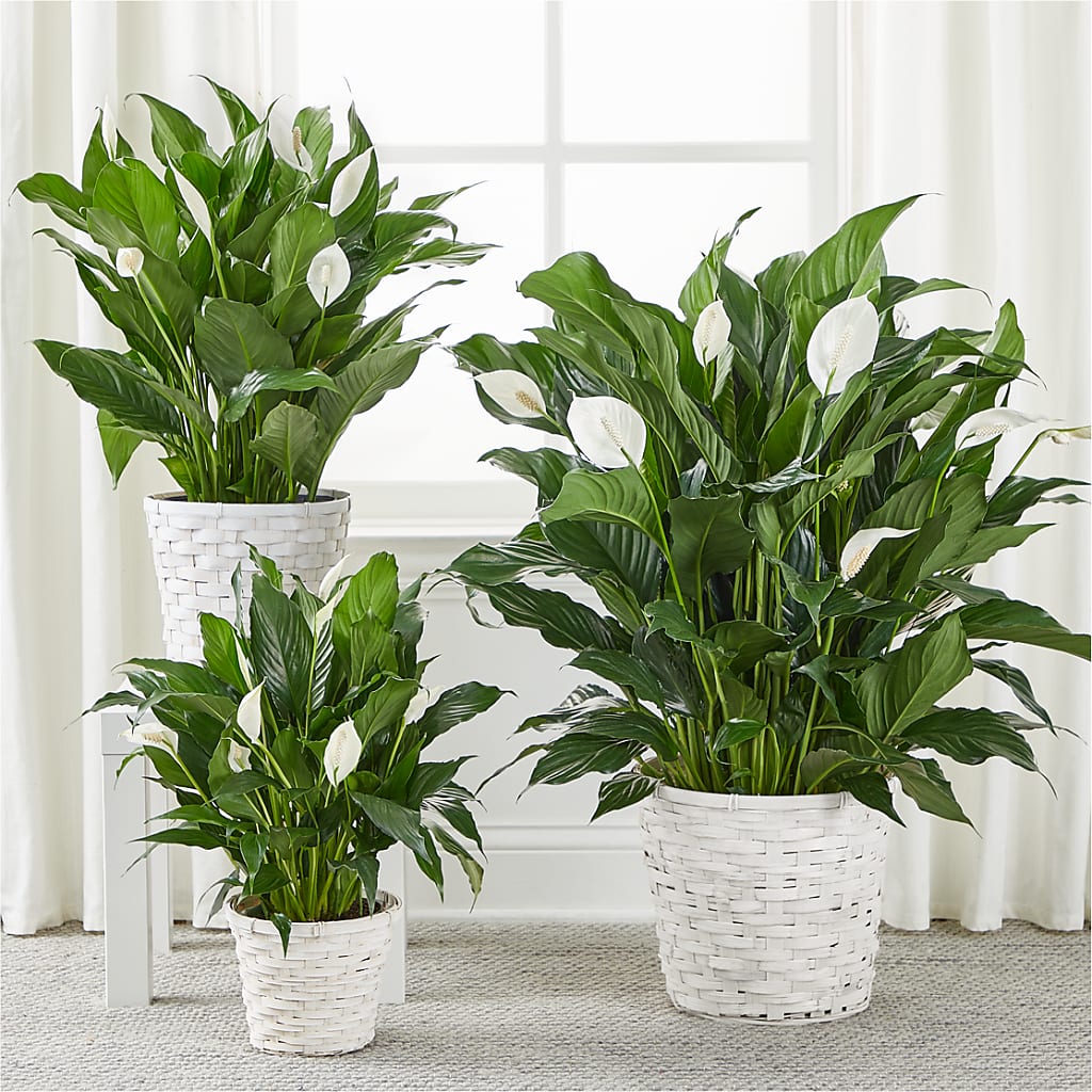 A New Leaf Peace Lily – Bird Of Paradise Flowers, Bristol PA