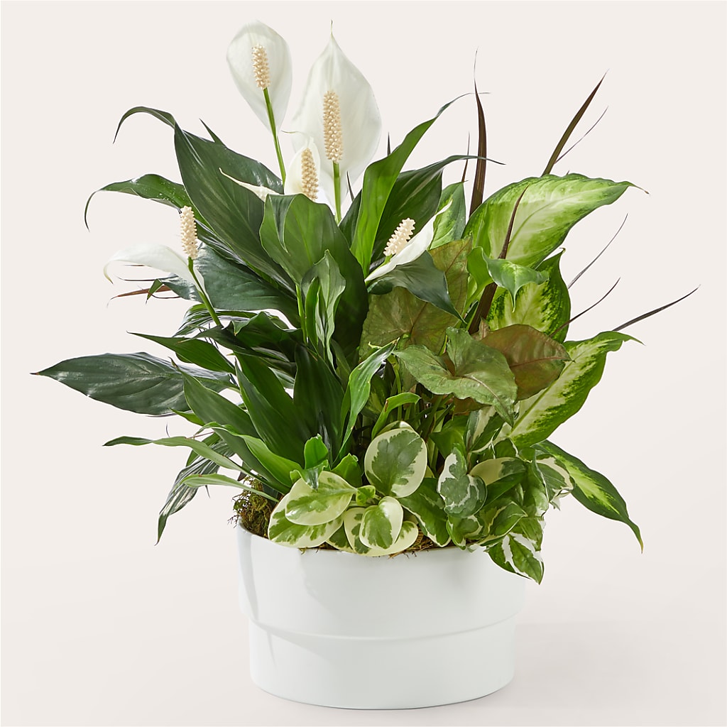 Radiating Positivity Dishgarden – Bird Of Paradise Flowers, Bristol PA