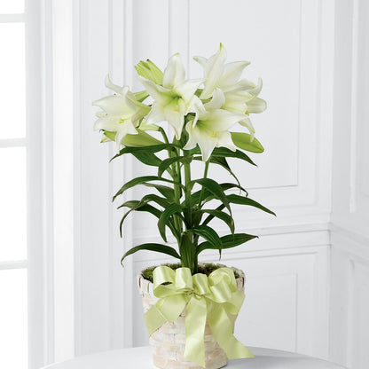 Easter Lily Plant –  Bird Of Paradise Flowers, Bristol PA