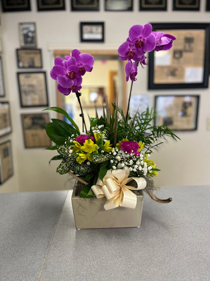 Hawaiian Paradise –  Bird Of Paradise Flowers, Bristol PA