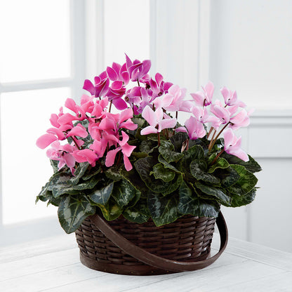 Mixed Cyclamen Planter –  Bird Of Paradise Flowers, Bristol PA