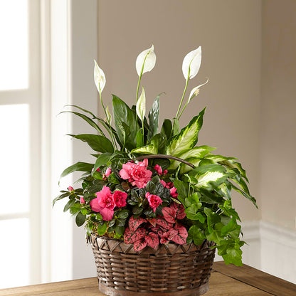 Dream in Pink Dishgarden –  Bird Of Paradise Flowers, Bristol PA