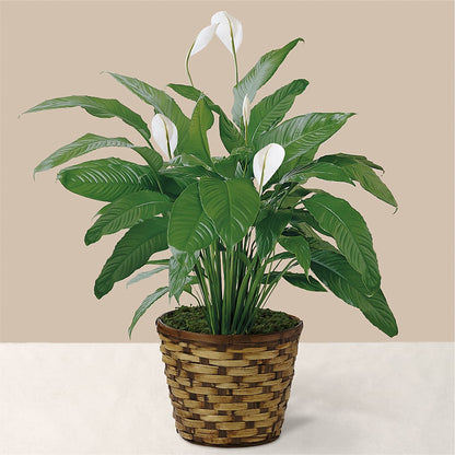 Tranquil Moments Peace Lily Plant –  Bird Of Paradise Flowers, Bristol PA