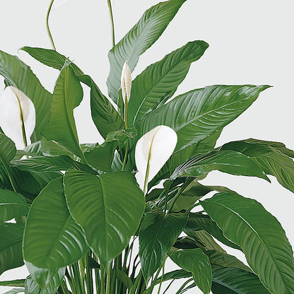 Tranquil Moments Peace Lily Plant –  Bird Of Paradise Flowers, Bristol PA