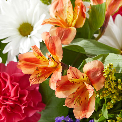 Oopsie Daisy Box Bouquet –  Bird Of Paradise Flowers, Bristol PA