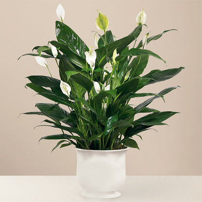Comfort Planter –  Bird Of Paradise Flowers, Bristol PA