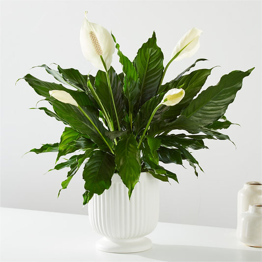 Comfort Planter –  Bird Of Paradise Flowers, Bristol PA