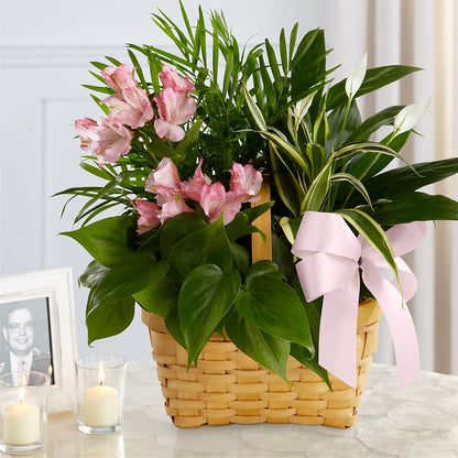 Living Spirit Dishgarden –  Bird Of Paradise Flowers, Bristol PA