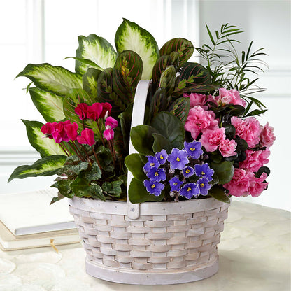 Peaceful Garden Planter –  Bird Of Paradise Flowers, Bristol PA