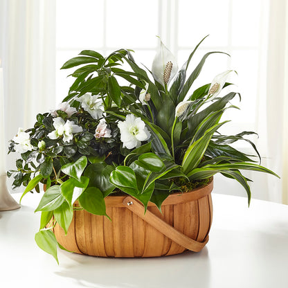 Serene Dishgarden –  Bird Of Paradise Flowers, Bristol PA