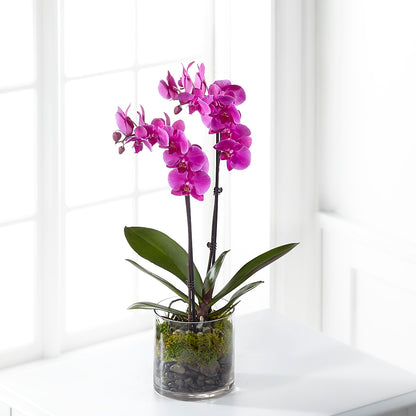 Pink Orchid Plant –  Bird Of Paradise Flowers, Bristol PA