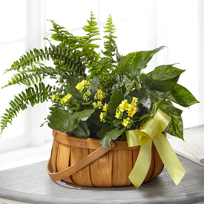 Always Dear Dishgarden –  Bird Of Paradise Flowers, Bristol PA