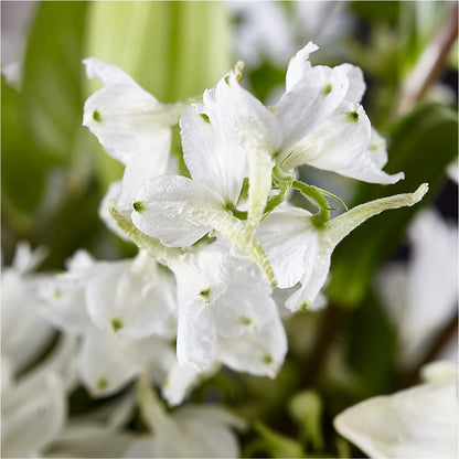 Classic Ivory – A Florist Original –  Bird Of Paradise Flowers, Bristol PA