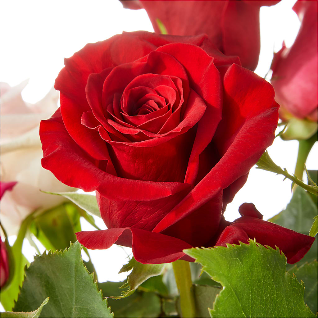Love Notes Rose Bouquet –  Bird Of Paradise Flowers, Bristol PA