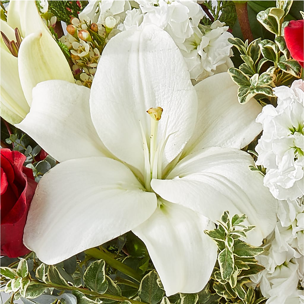 Twinkle Lights Bouquet –  Bird Of Paradise Flowers, Bristol PA